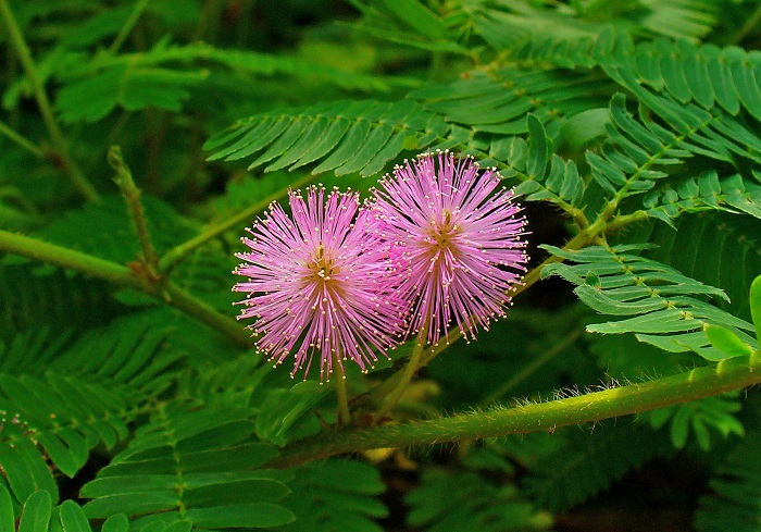 Mimosa pudica